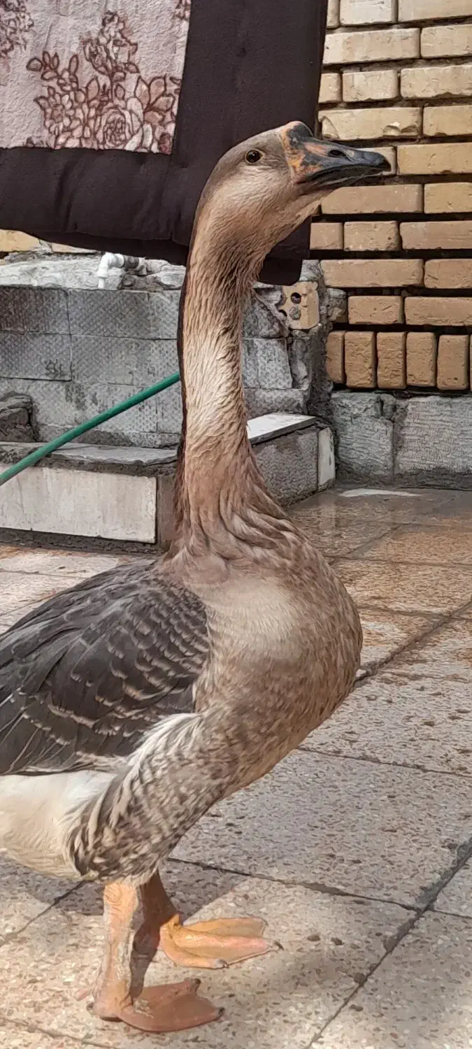 قوقاز|حیوانات مزرعه|خرمشهر, |دیوار