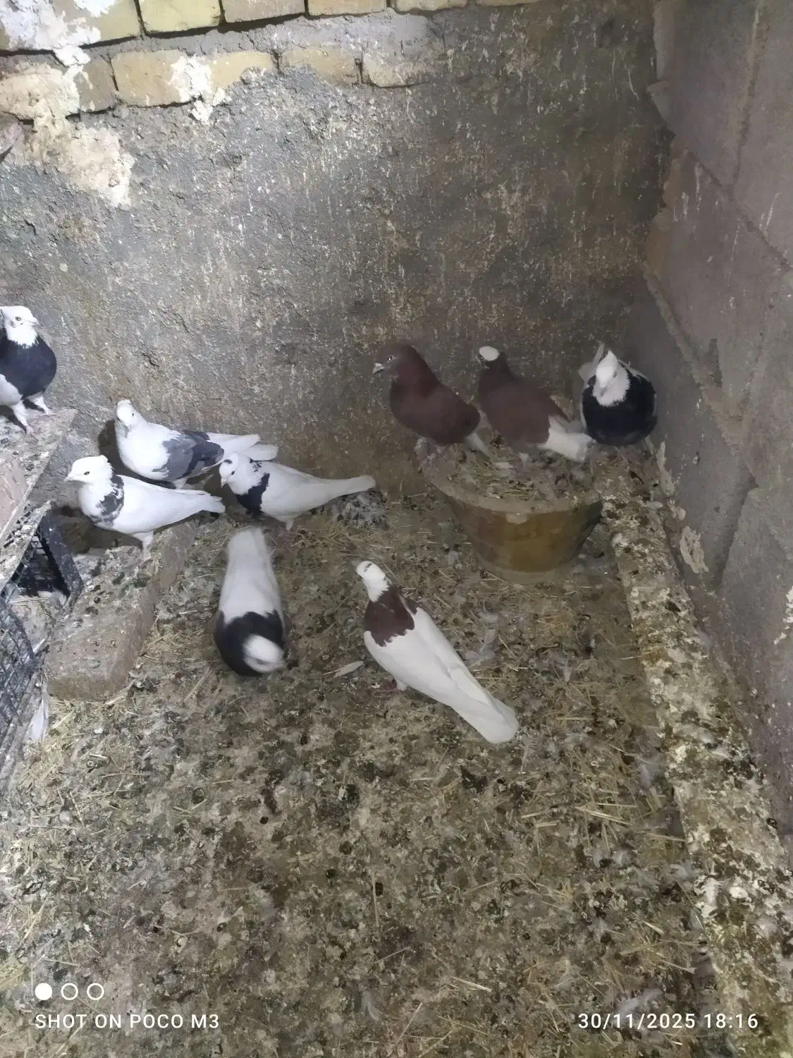 کبوتر پرشی وطوقی|پرنده|قروه, |دیوار