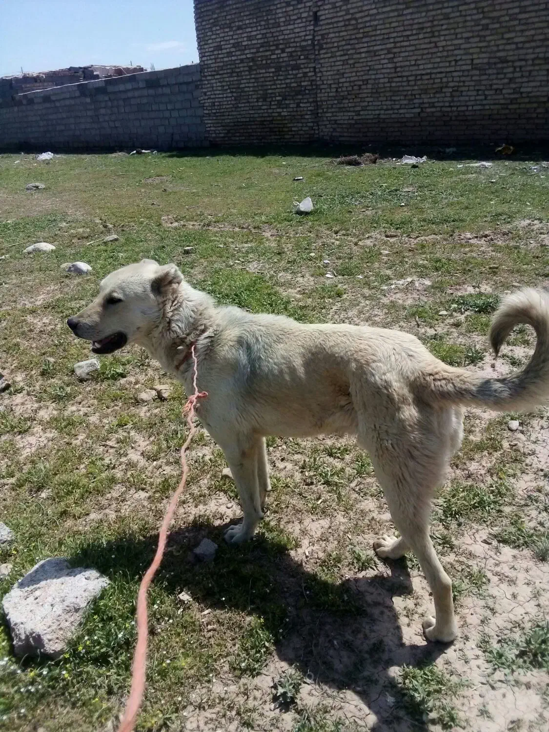 سگ از حیاط|سگ|قیدار, |دیوار