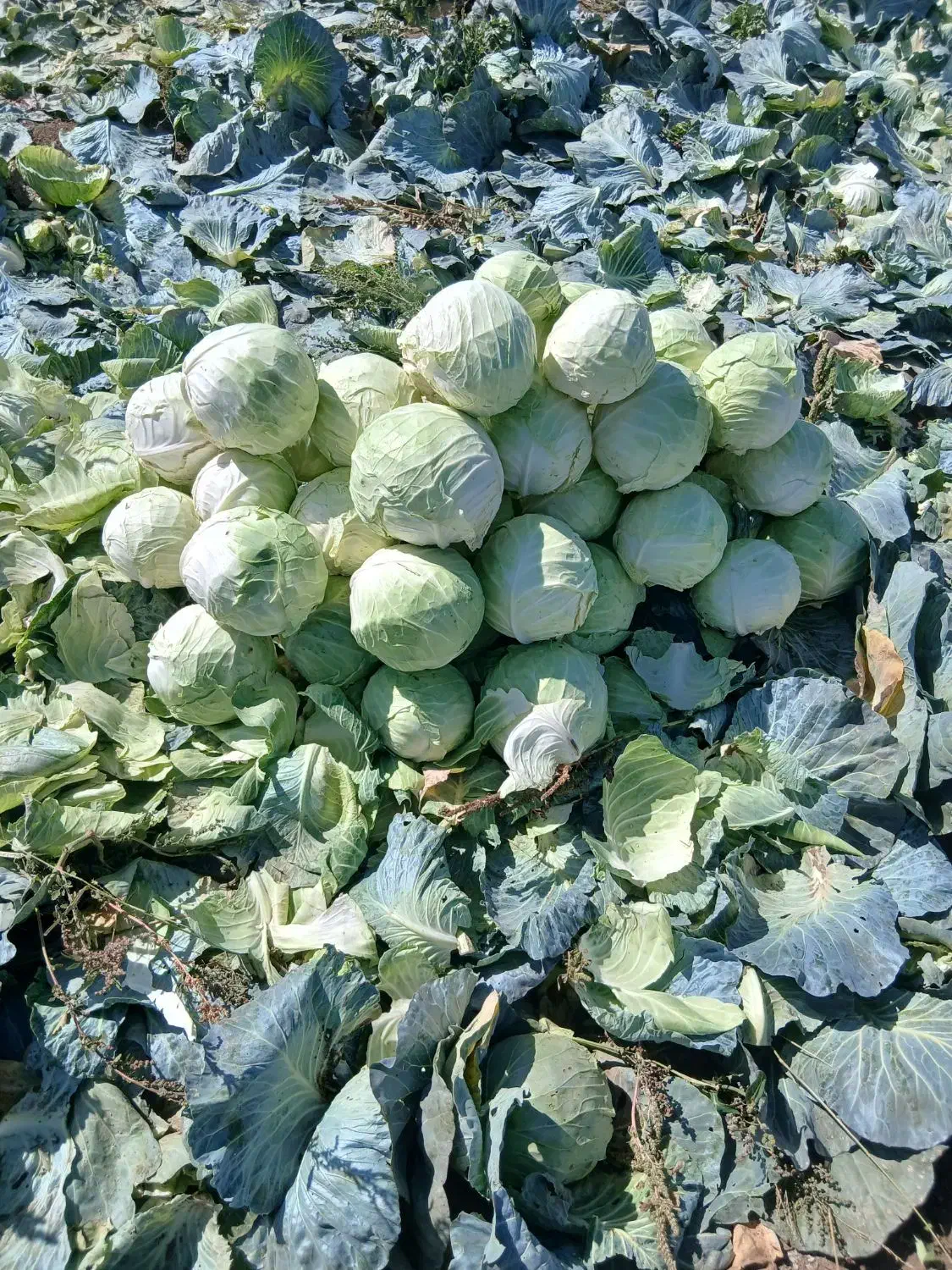 کلم سفید|گل و گیاه طبیعی|شیراز, سرو|دیوار