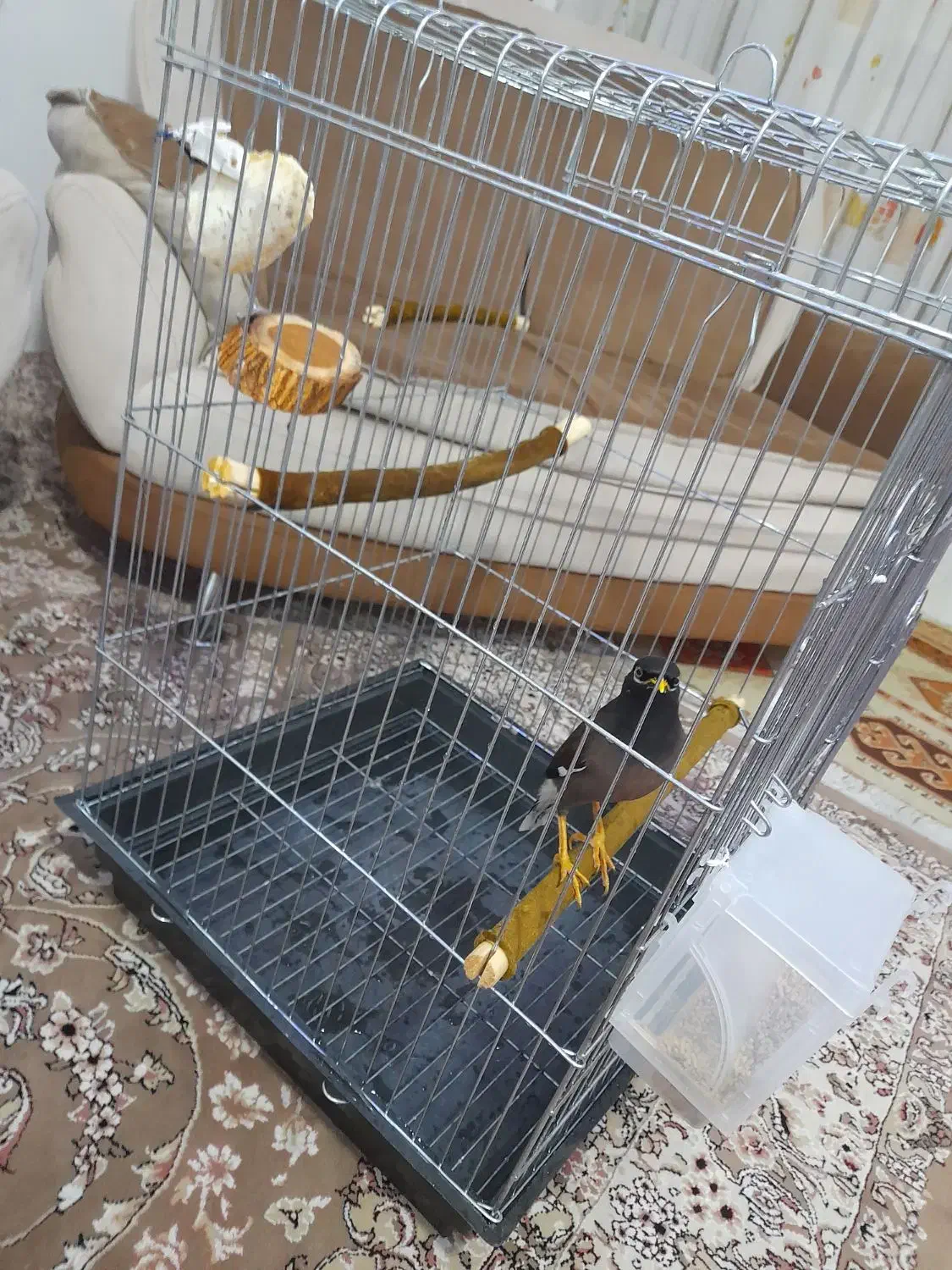 مرغ مینام رفته|حیوانات|ملارد, |دیوار