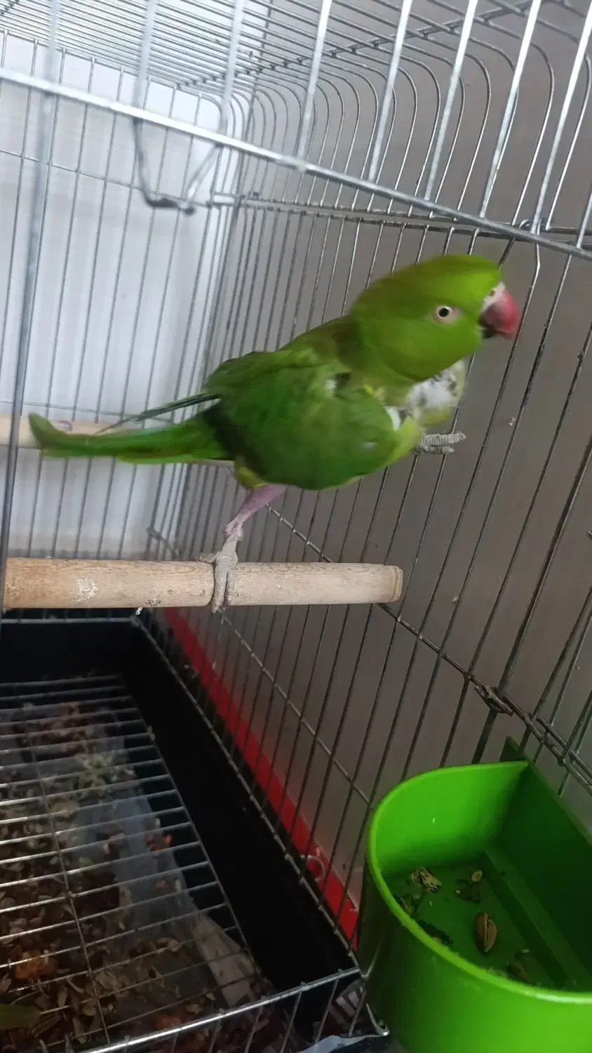 طوطی ماده|پرنده|بندر ماهشهر, |دیوار