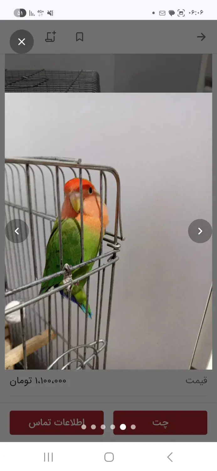 کوتوله برزیلی|پرنده|شهرکرد, |دیوار