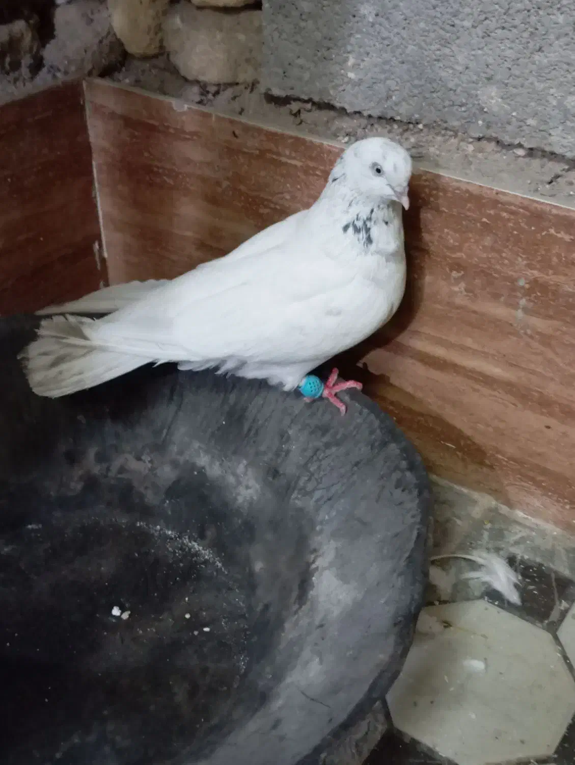 کبوتر شیخ ابری گرفتنی|پرنده|آبادان, |دیوار