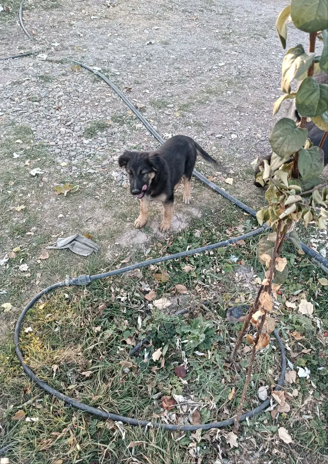 سگ خانگی ژرمن|سگ|تبریز, |دیوار