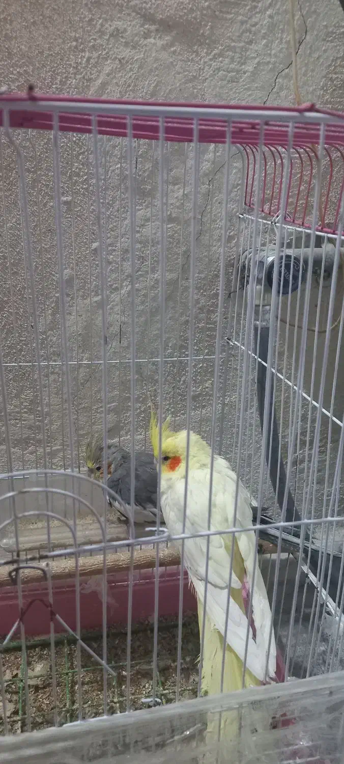 یک جفت عروس هلندی|پرنده|میانه, |دیوار