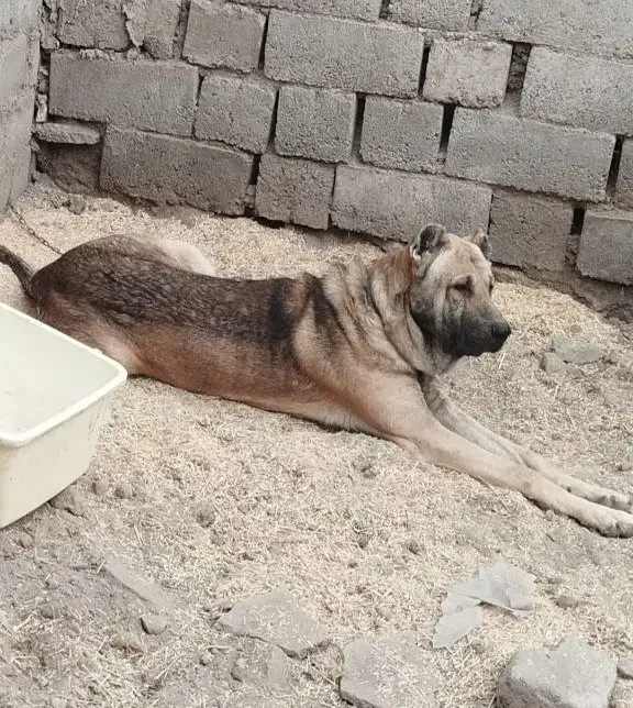 سرابی۱۲ماهه|سگ|هشترود, |دیوار