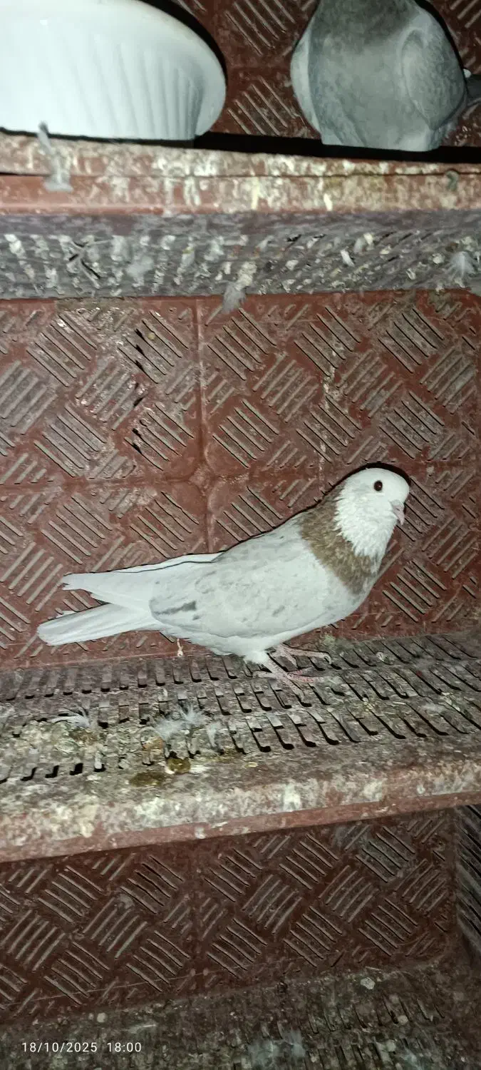 شازده هما|پرنده|زنجان, |دیوار