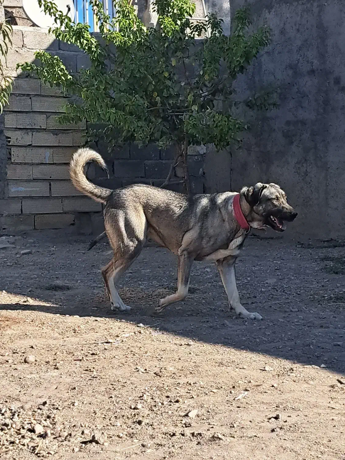 سگ ماده پژدر|سگ|کندوان, |دیوار