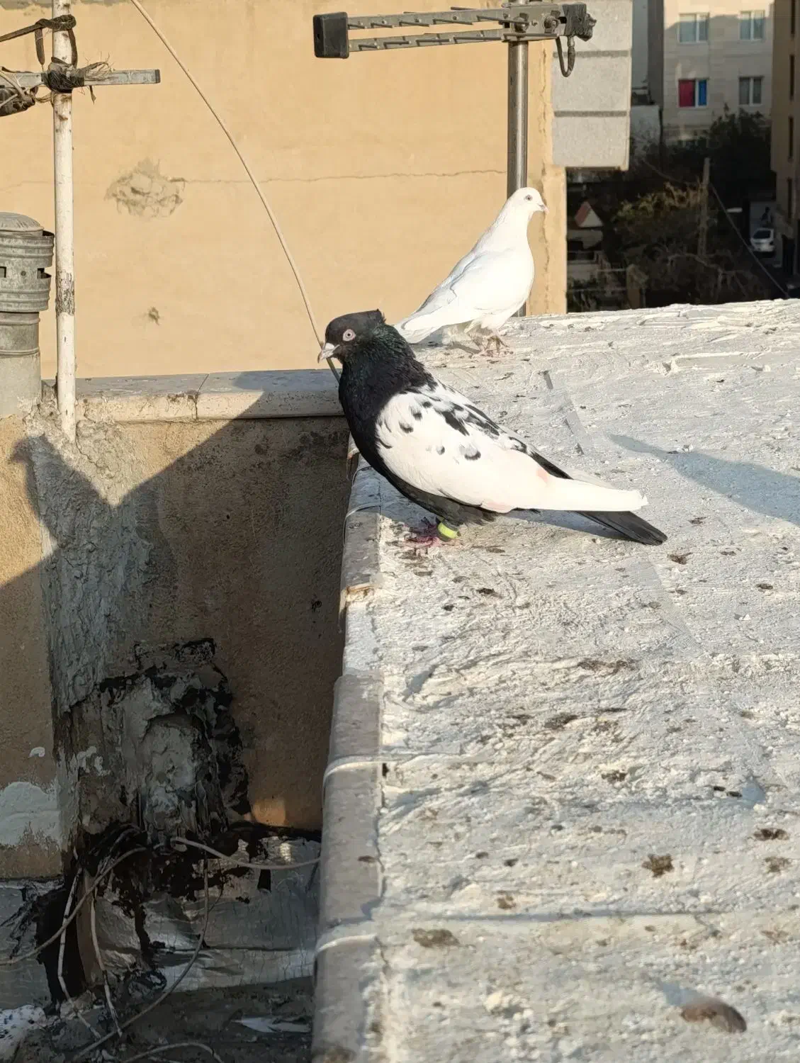 کفتر|پرنده|تهران, مسعودیه|دیوار