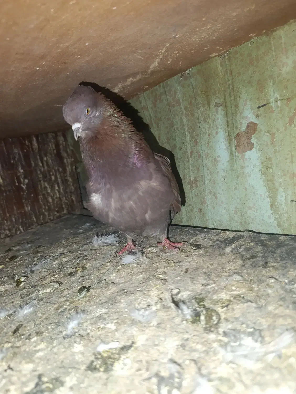 سرخ پرروک و سروکله دار|پرنده|گرگان, |دیوار