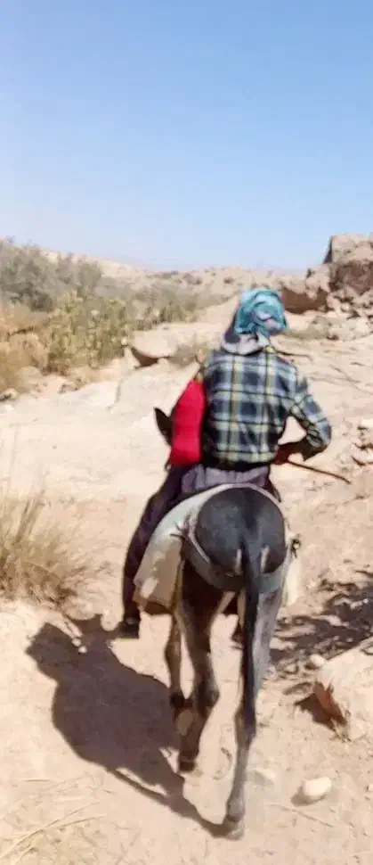 فروش الاغ نرگله ای درجه یک وهشت راس میش درجه یک|حیوانات مزرعه|راهگان, |دیوار