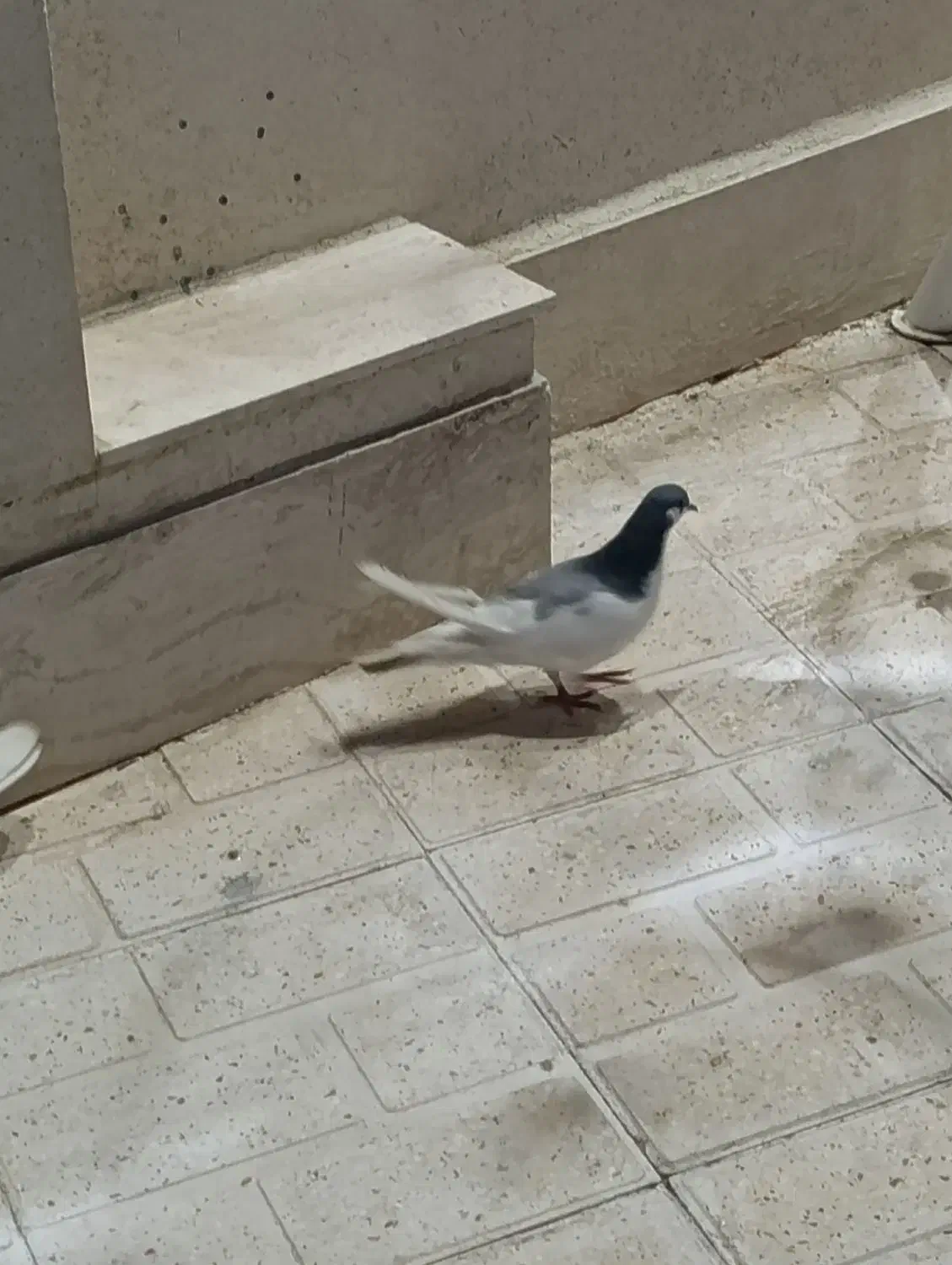 کبوتر|حیوانات|یاسوج, |دیوار