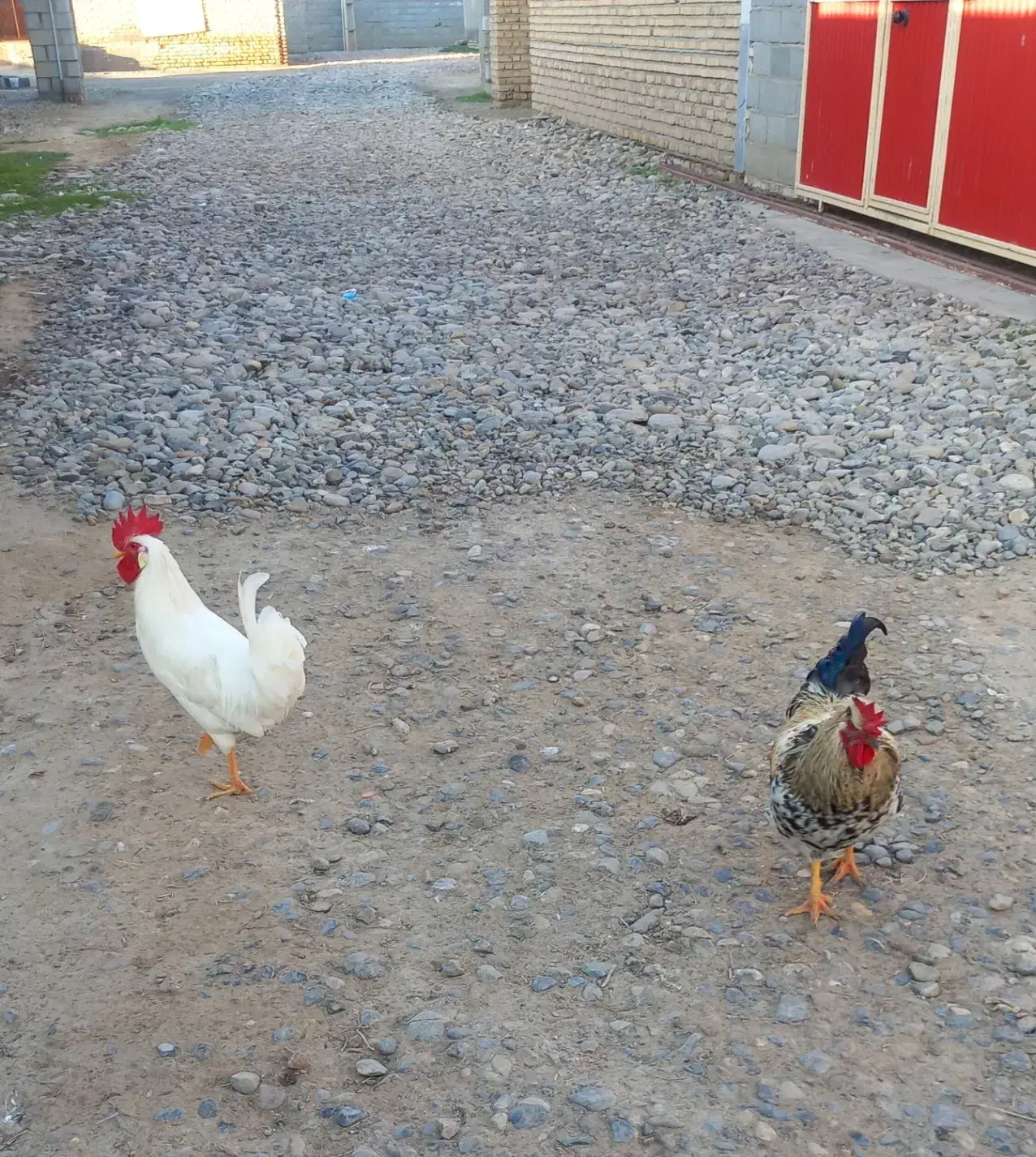 خروس|حیوانات مزرعه|گنبد کاووس, |دیوار