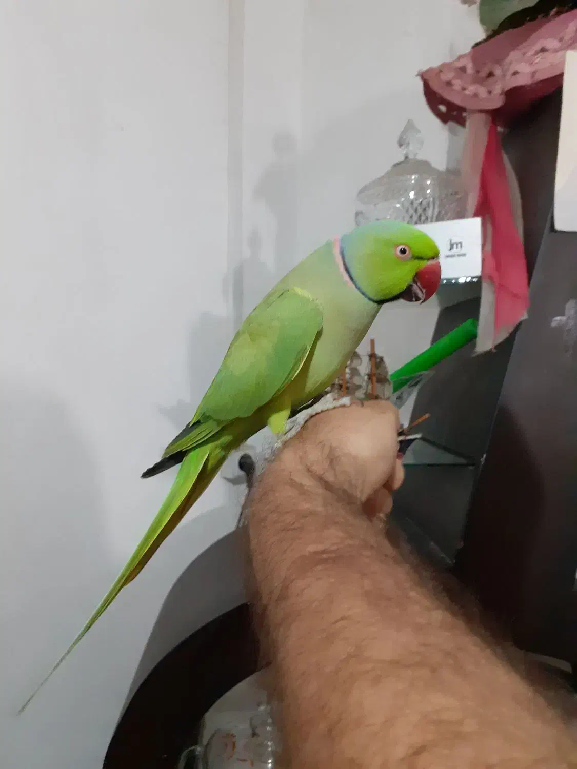 طوطی ملنگو سخنگو رام با قفس تمام لوازم|پرنده|رشت, جانبازان|دیوار