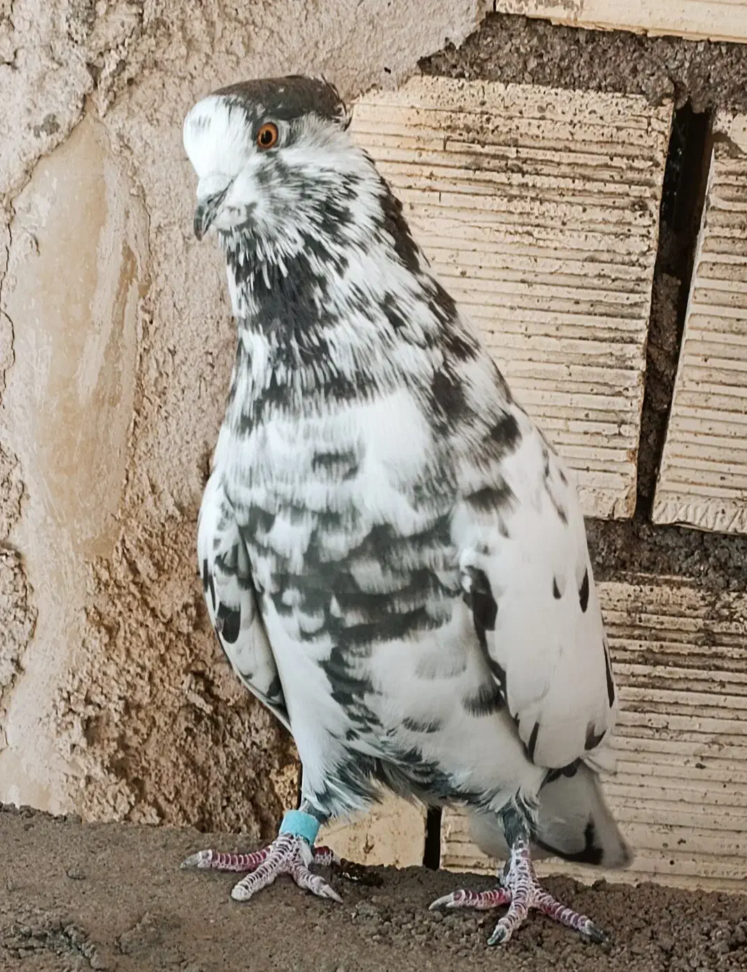 کبوتر شمرونی|پرنده|برخوار, |دیوار