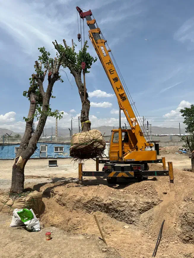 جابجایی درخت|خدمات باغبانی و درختکاری|تهران, ولنجک|دیوار