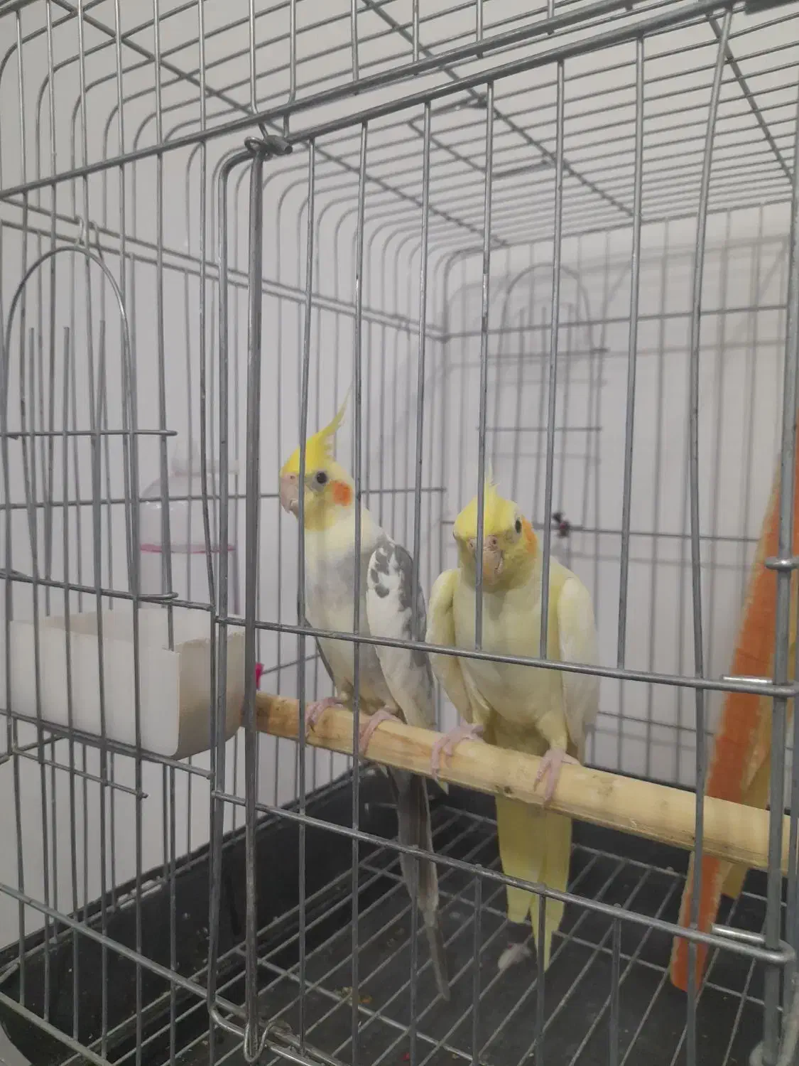 عروس هلندی|پرنده|ایوان, |دیوار