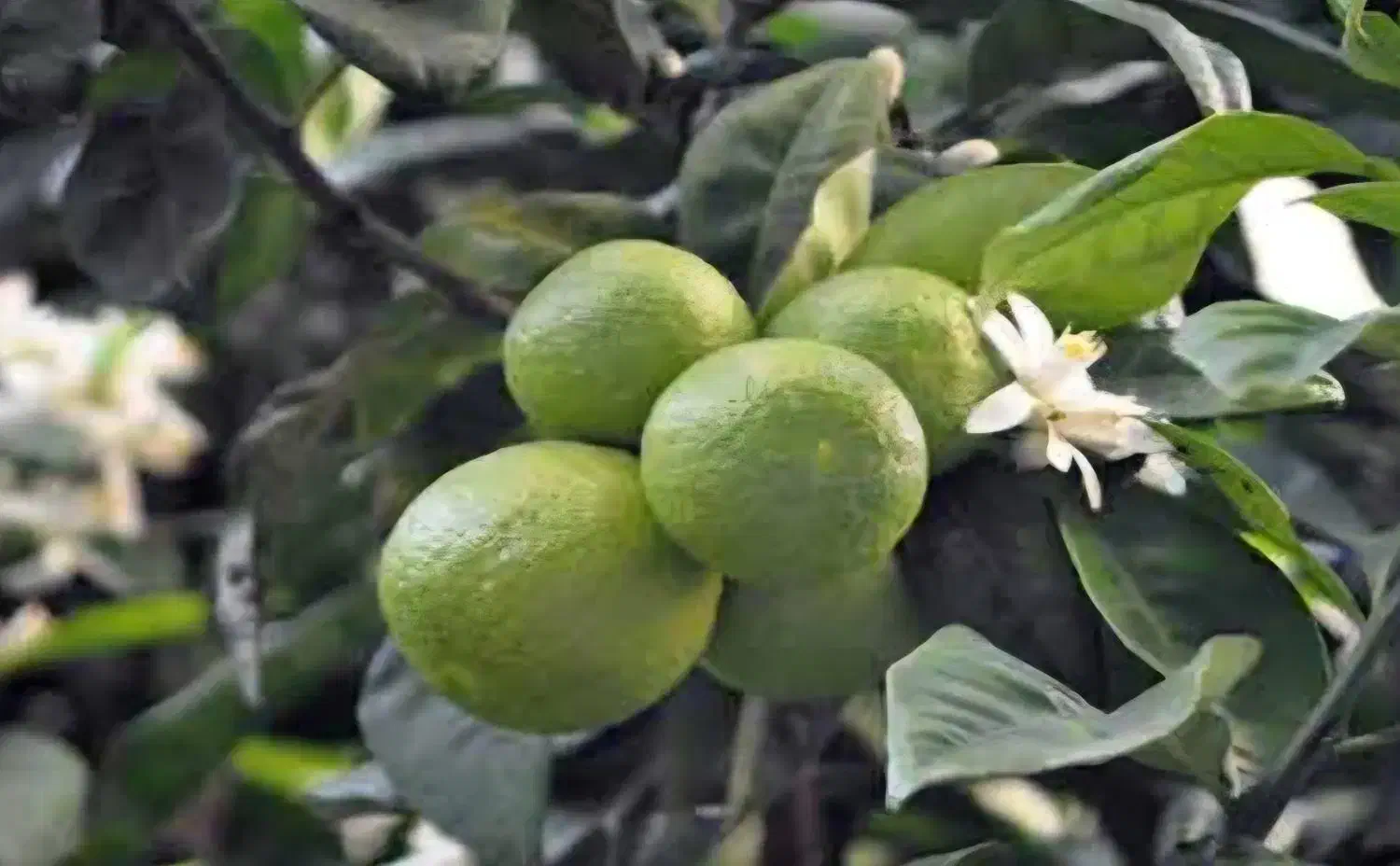 نارنج تازه آبدار عمده با قیمت استثنایی|عمده‌فروشی|رشت, حمیدیان|دیوار