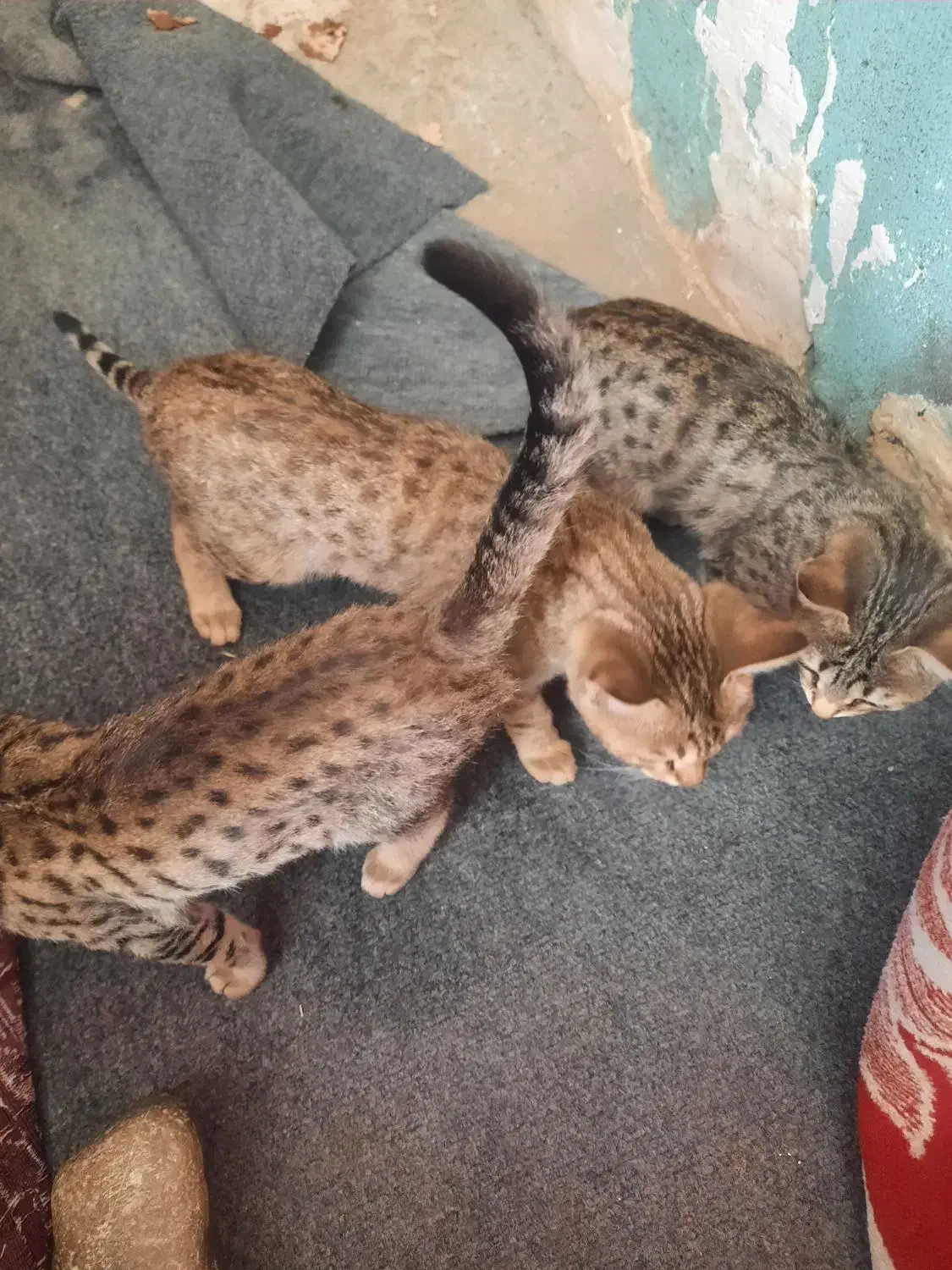 بچه گربه آروم و خونگی|گربه|خلخال, |دیوار