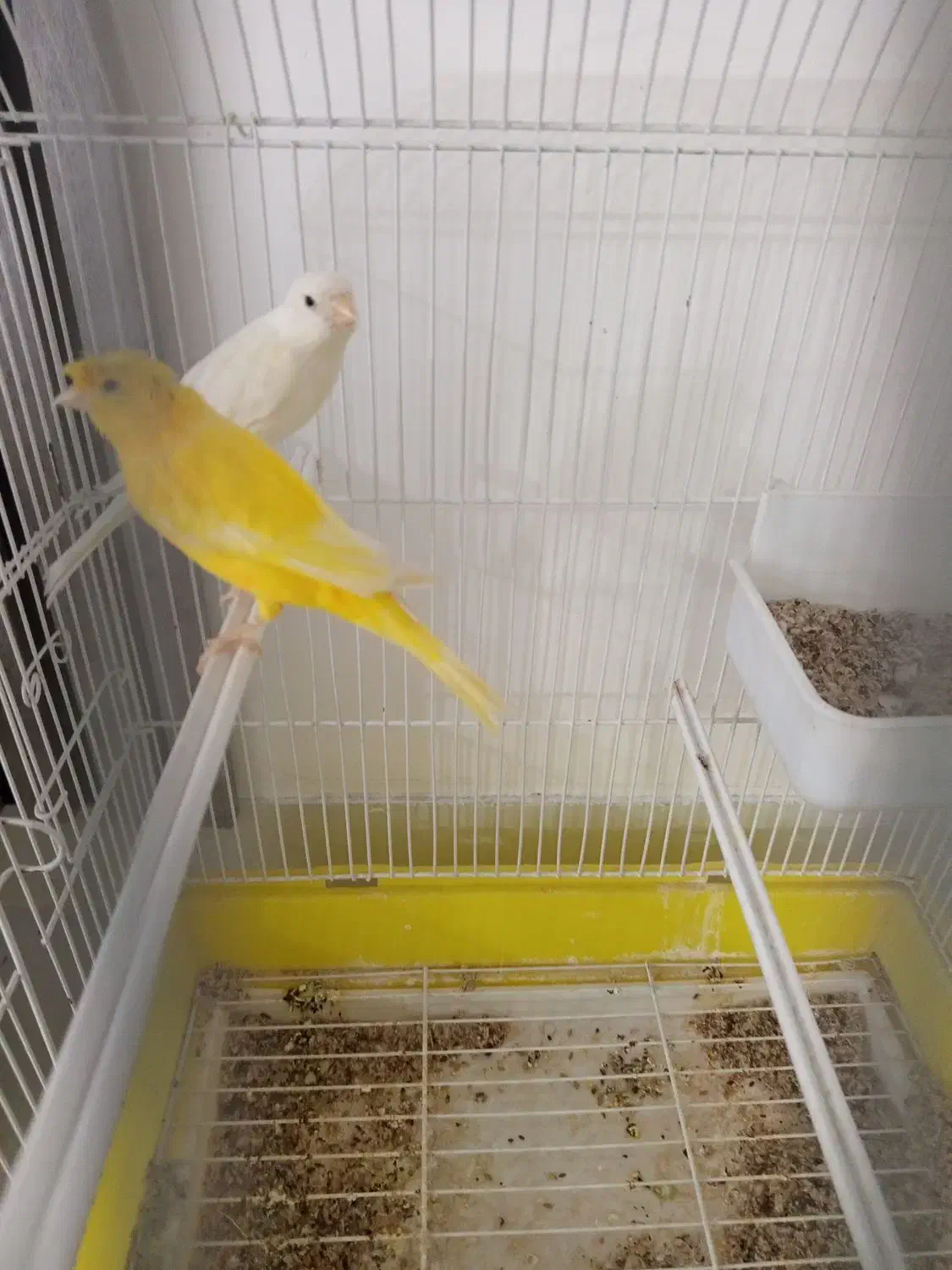 ماده قناری کاکل|پرنده|شهرضا, |دیوار