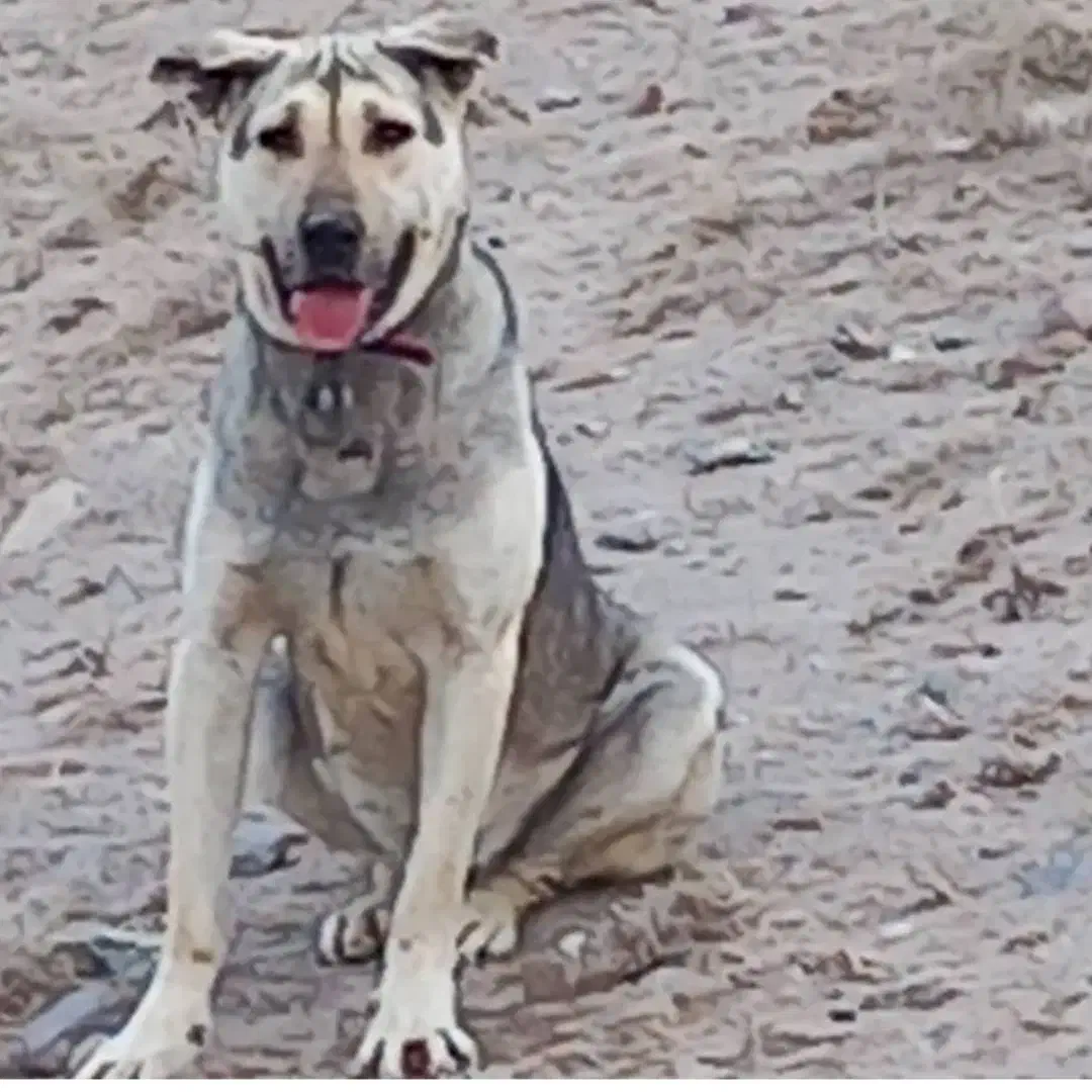 سگ عراقی|سگ|تبریز, |دیوار