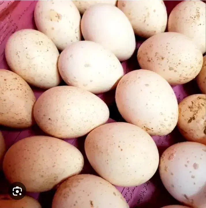 تخم بوقلمون نطفه دار|حیوانات مزرعه|پاکدشت, پاکدشت (مامازند)|دیوار