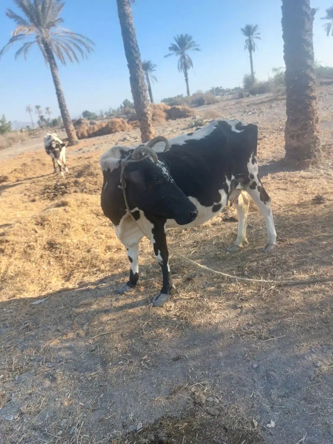 فروش فوری|حیوانات مزرعه|توکهور, |دیوار