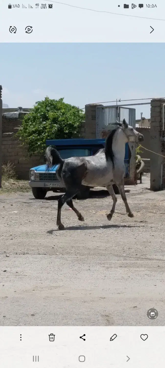 مادیان کرد|اسب و تجهیزات اسب‌سواری|صحنه, |دیوار