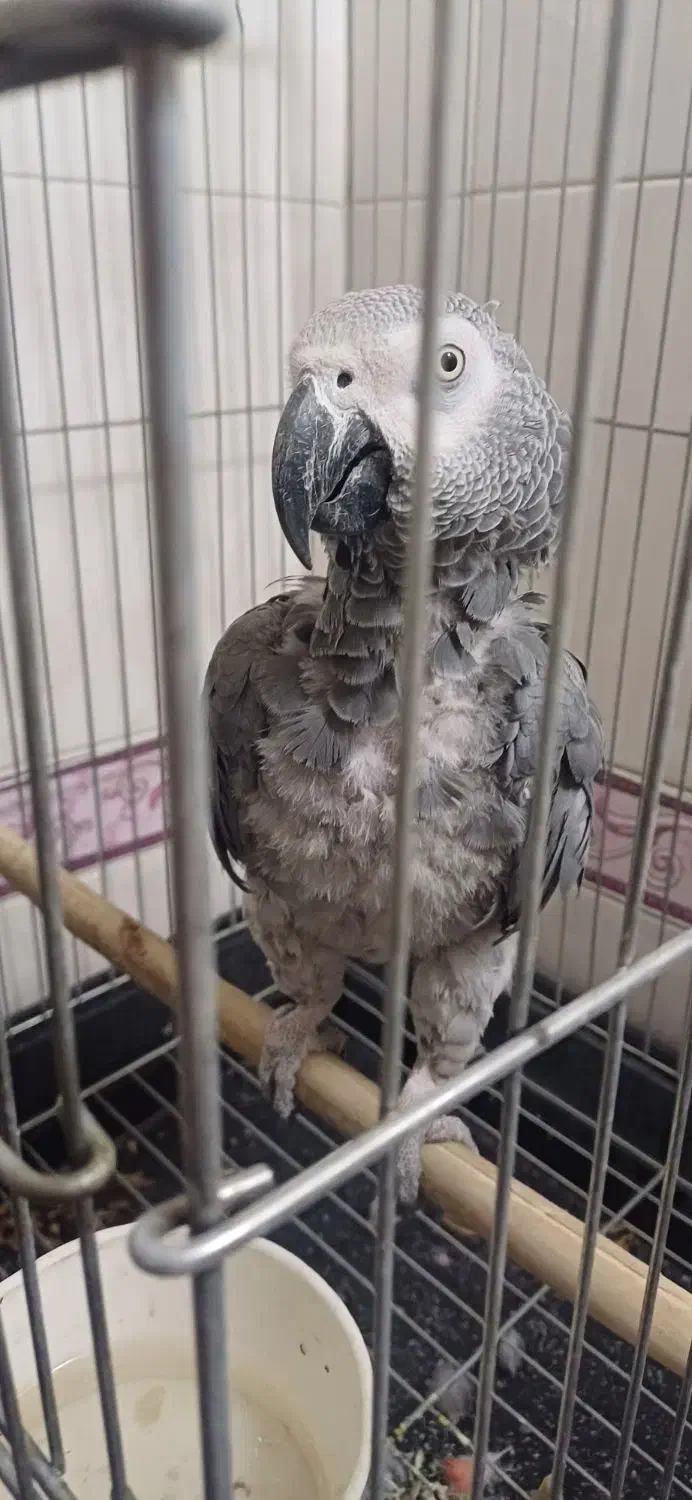 کاسکو شعر خان ۵۰۰ کلام باهوش ۴ ساله|پرنده|تهران, جیحون|دیوار