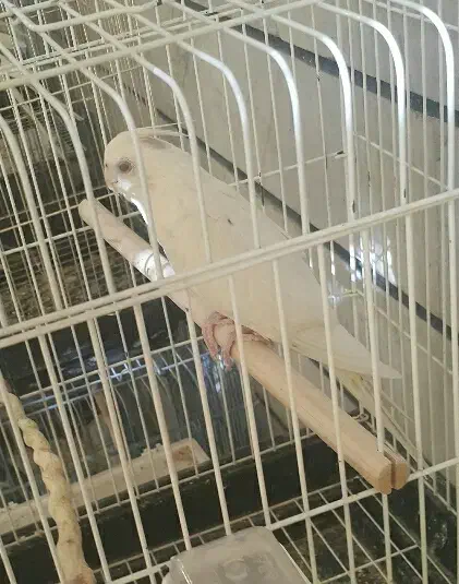 خریدو فروش پرندگان زینتی عروس.ملنگو گرینچیک برزیلی|پرنده|کرج, حصارک بالا|دیوار