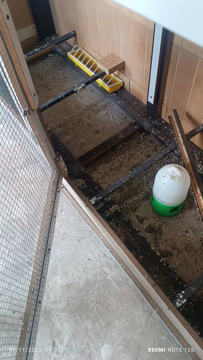 قفس پرنده گان|لوازم جانبی حیوانات|سلماس, |دیوار