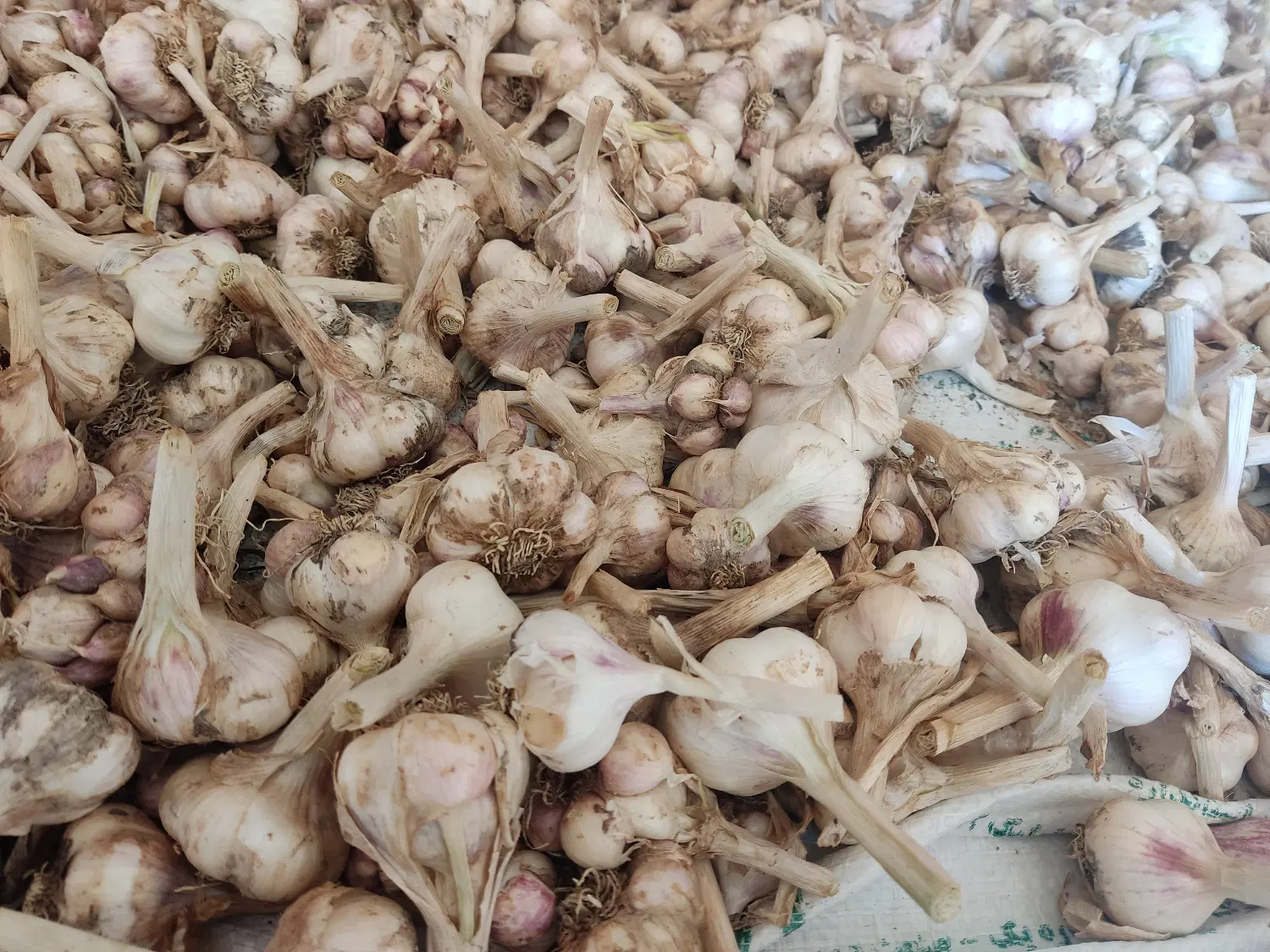 سیر|خوردنی و آشامیدنی|بجنورد, |دیوار