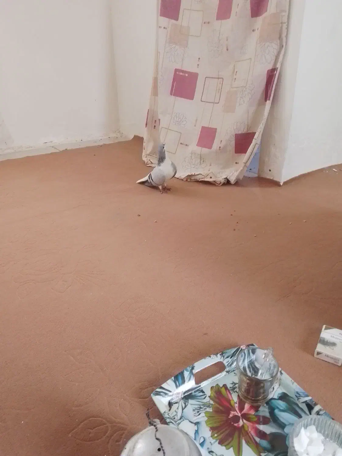 بعدرنگ ماده|حیوانات|محمدیه-قزوین, |دیوار