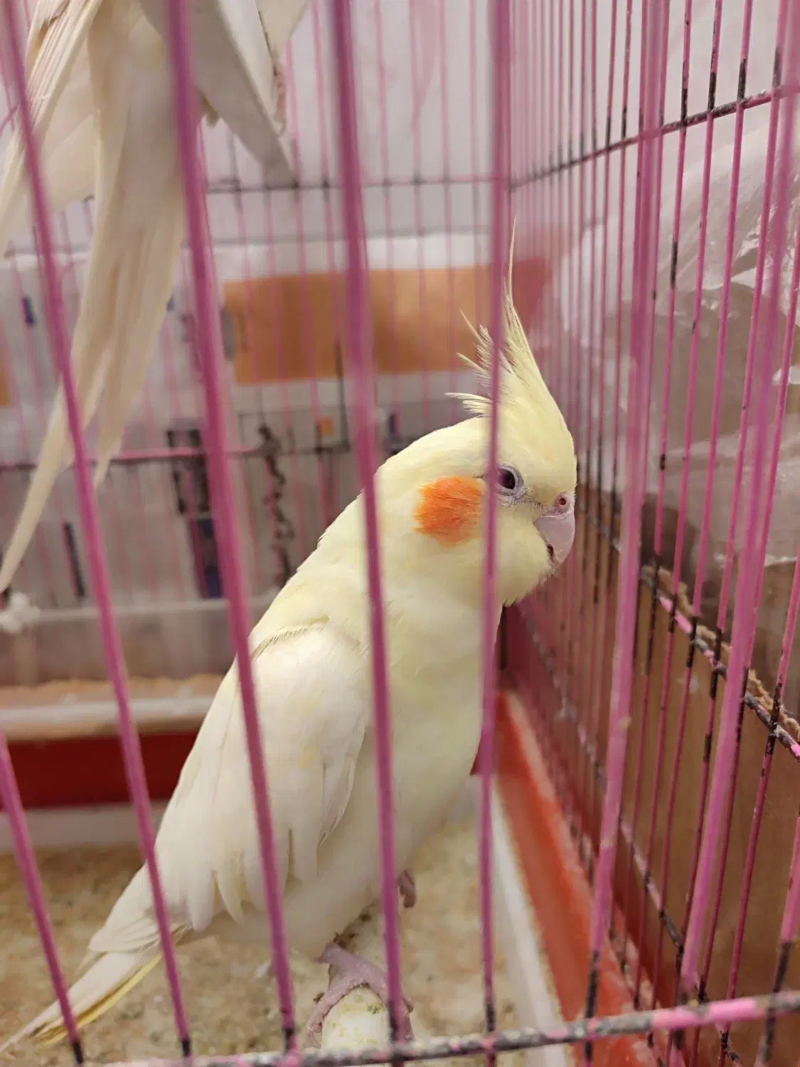 عروس هلندی دو عدد|پرنده|تهران, مسعودیه|دیوار