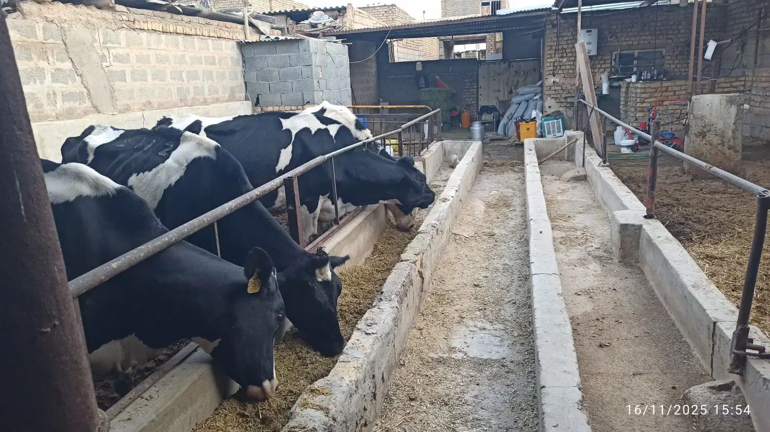 گاو شیری صنعتی شناسه دار شکم اول ۳۵تا شیر|حیوانات مزرعه|اصفهان, محمودآباد|دیوار