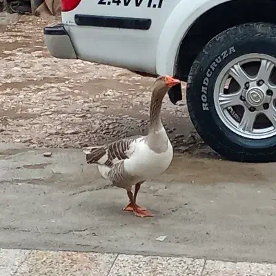 غاز|حیوانات مزرعه|چیتاب, |دیوار