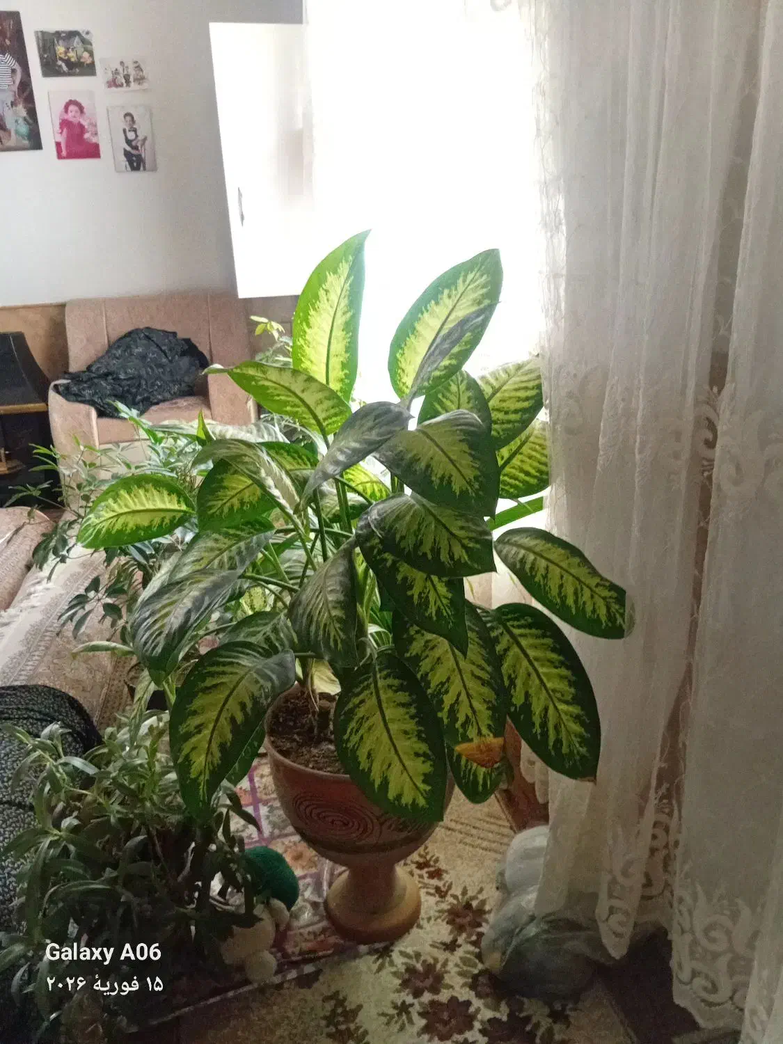 گل‌طبیعی|گل و گیاه طبیعی|نیشابور, مازول|دیوار