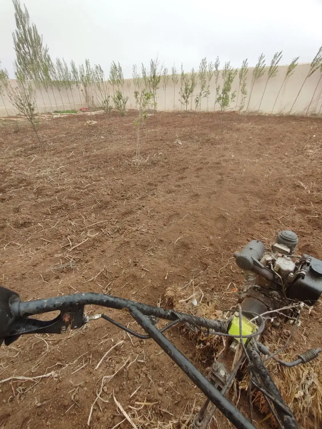 هرس اصولی درختانوشخم درختان توسط دانشجوباغبانی|خدمات باغبانی و درختکاری|مشگین شهر, |دیوار