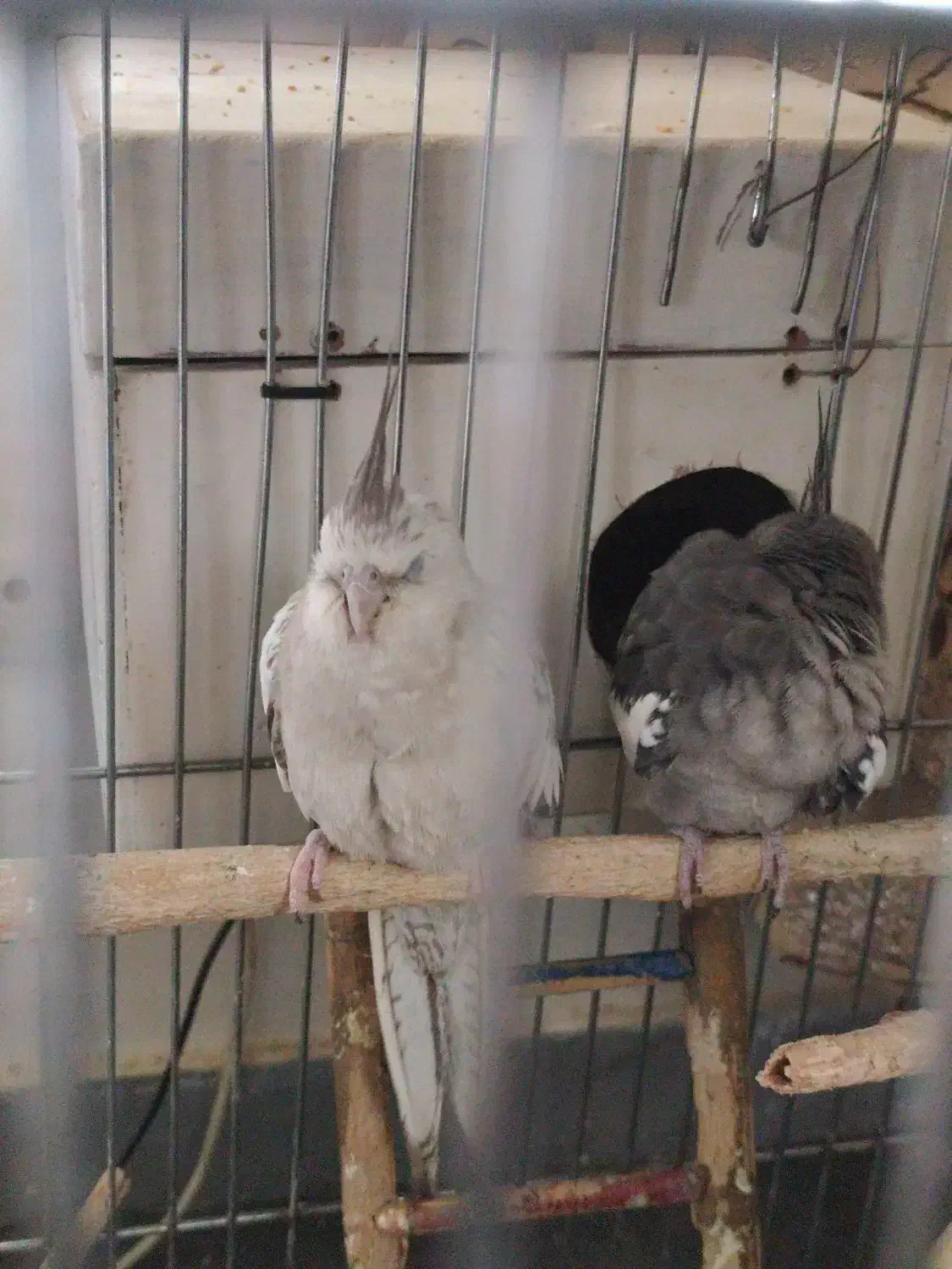 عروس هلندی|پرنده|سنندج, |دیوار