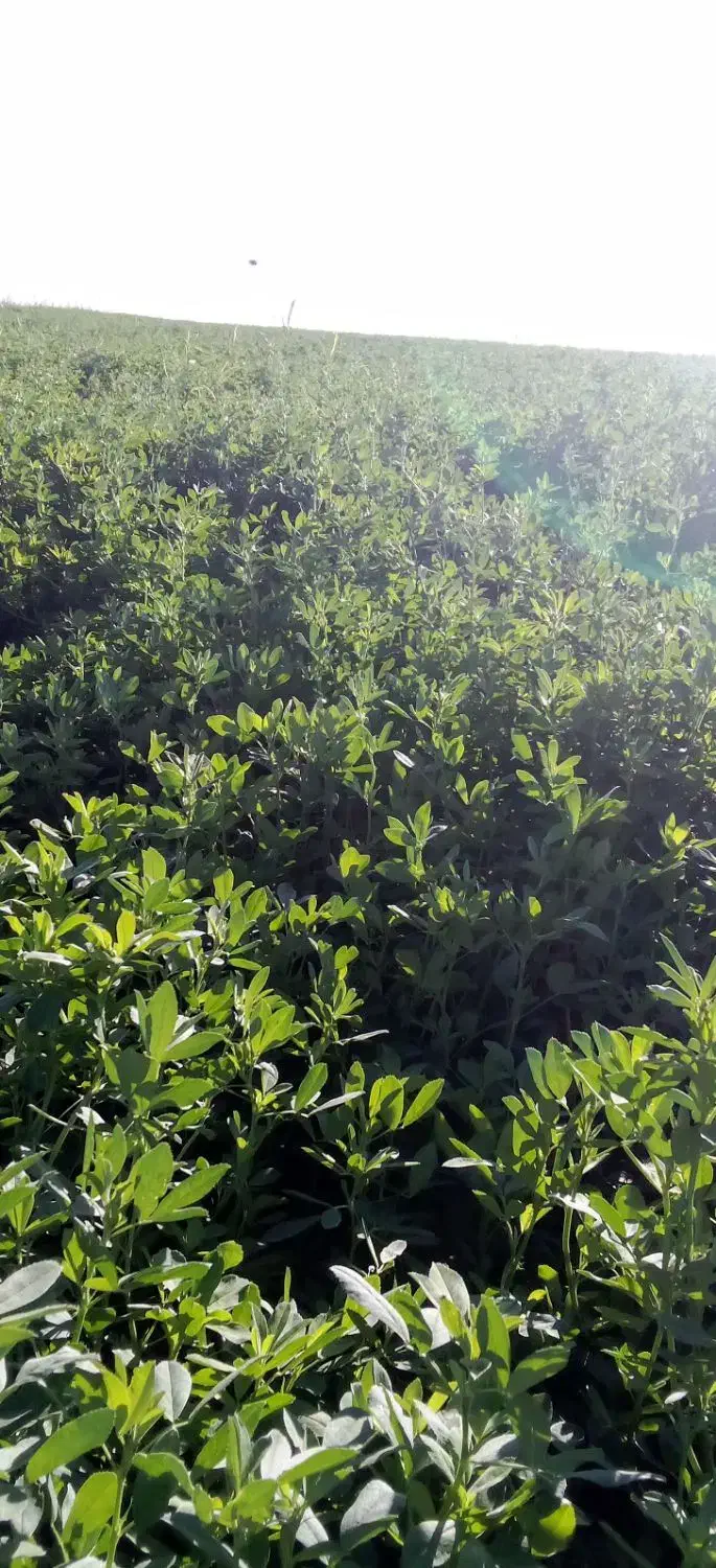 فروش بذر یونجه رنجر باراندمان بالا|خدمات باغبانی و درختکاری|شیراز, حومه شیراز|دیوار