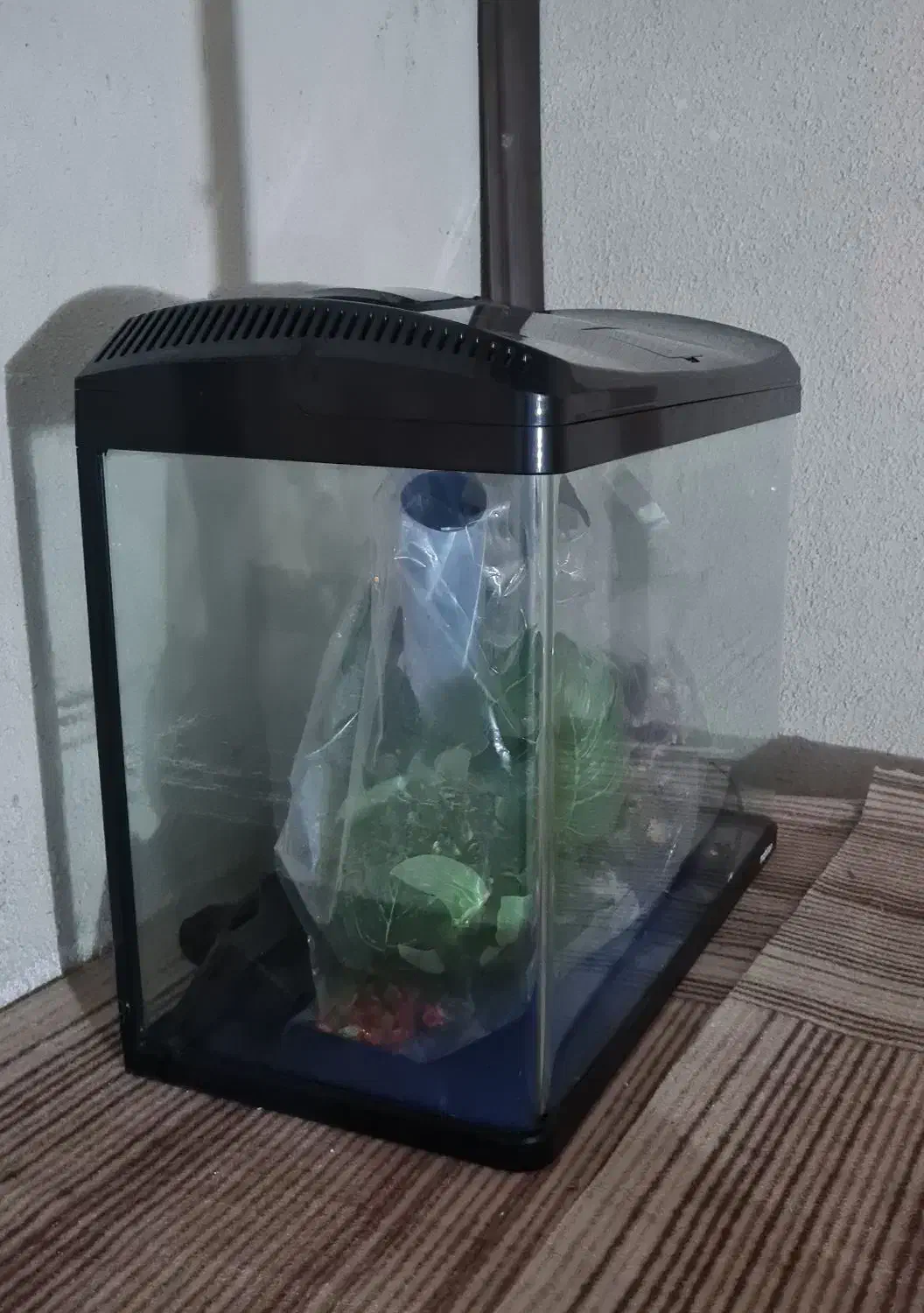 آکواریوم ماهیران|ماهی|مشهد, کوی سیدی|دیوار