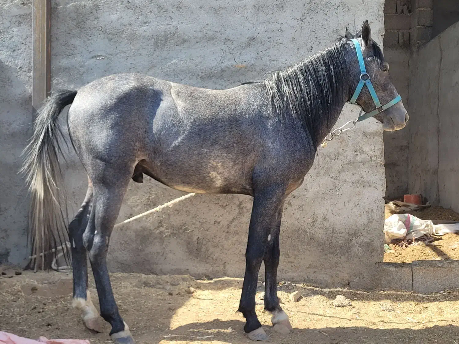 خرید و فروش اسب پالونی|اسب و تجهیزات اسبسواری|دورود, |دیوار