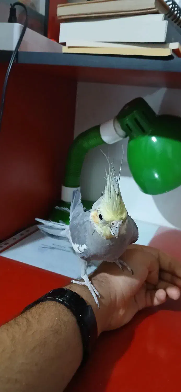 عروس هلندی|پرنده|گرمسار, |دیوار