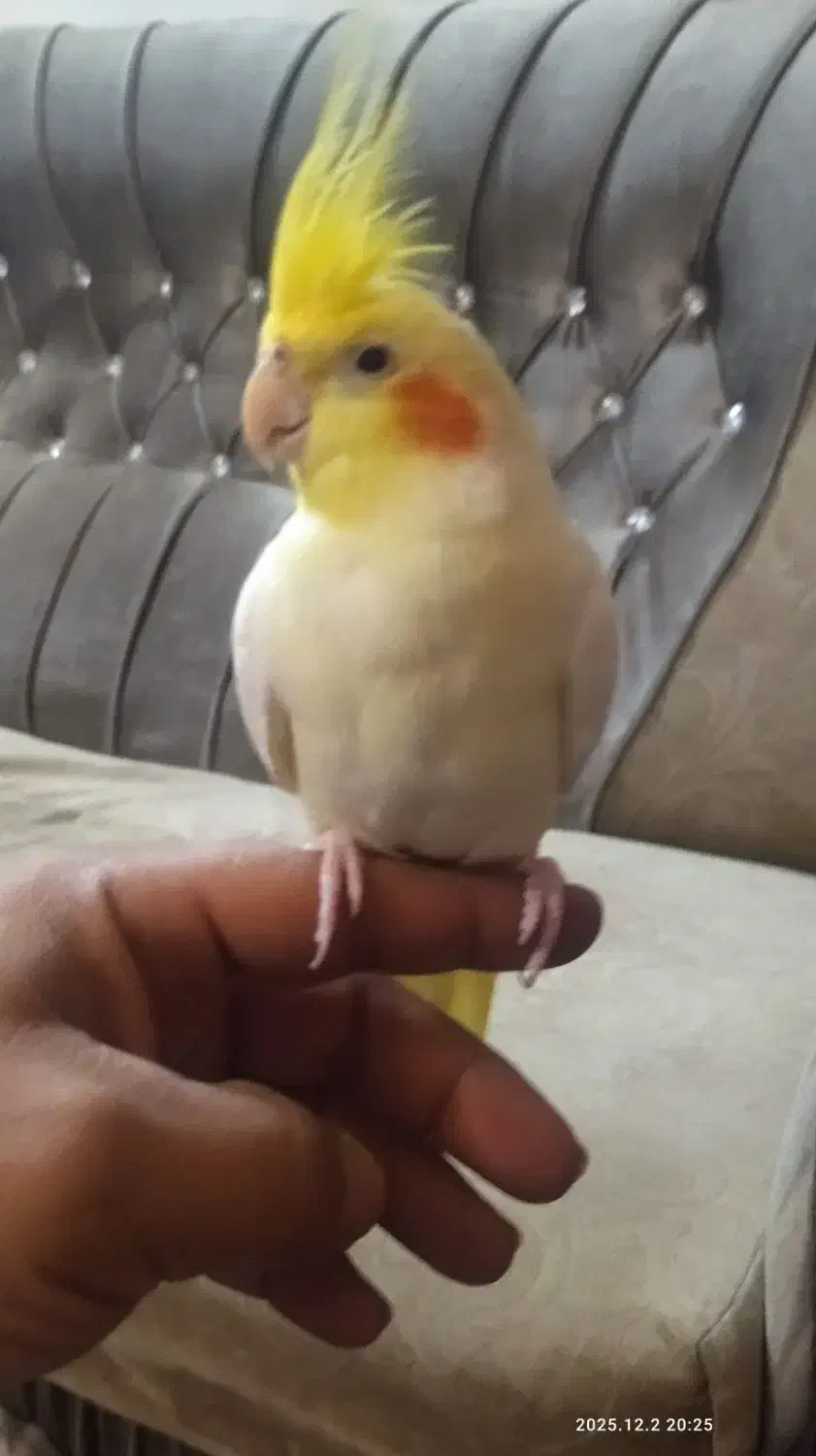 یک عدد عروس هلندی نر سخنگو|پرنده|آذرشهر, |دیوار