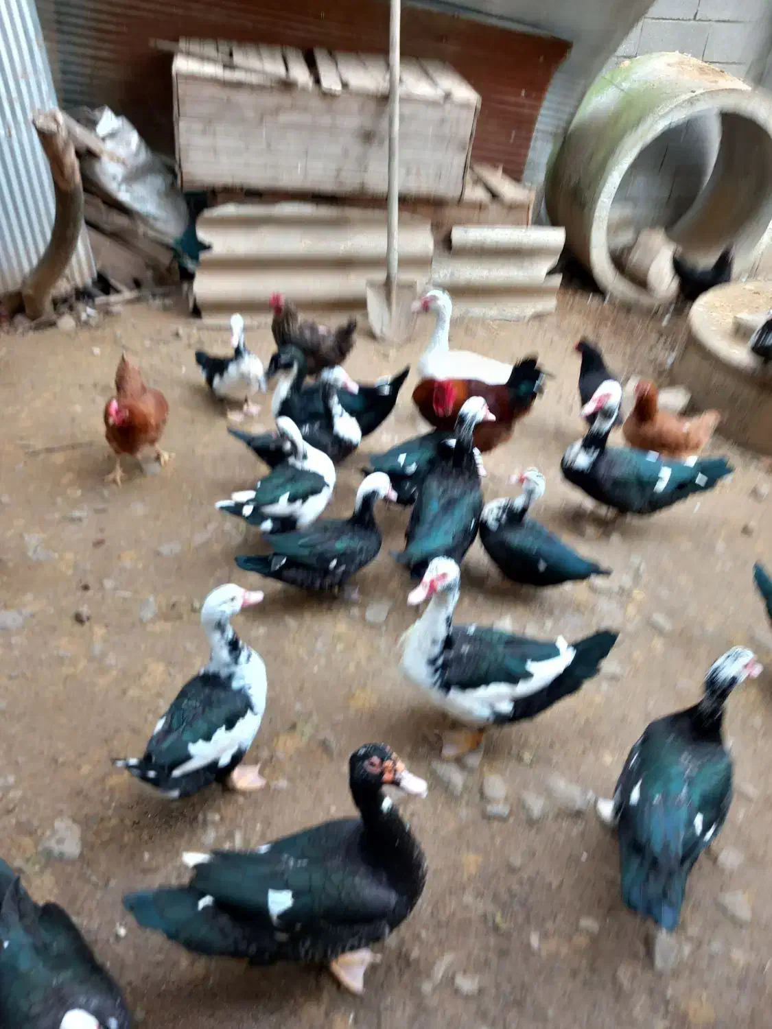 ادرک ژاپنی ، تالشی و دورگه|حیوانات مزرعه|تالش, هشتپر|دیوار