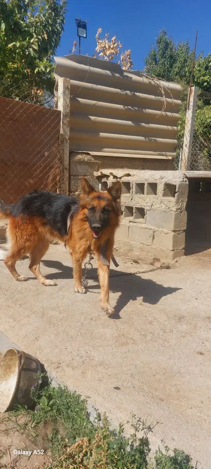 شرمن 2ساله|سگ|میاندوآب, |دیوار