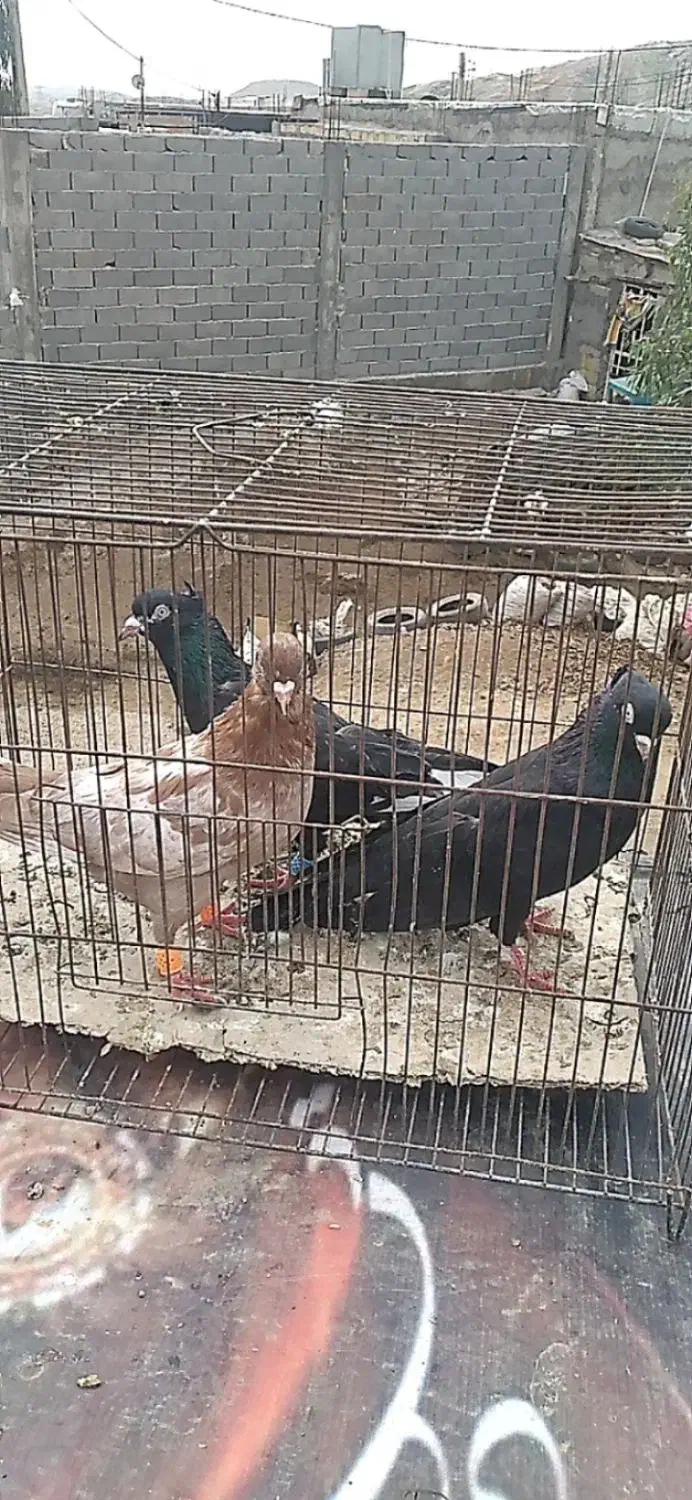 کبوتر|پرنده|مسجد سلیمان, |دیوار