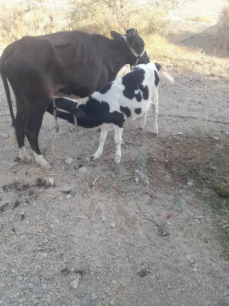 گاو شیری|حیوانات مزرعه|جغین, |دیوار