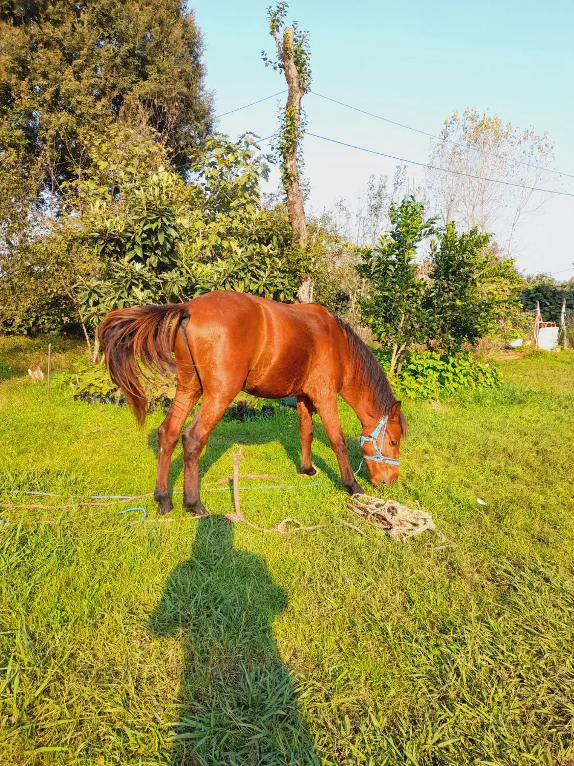 اسب|اسب و تجهیزات اسب‌سواری|تالش, هشتپر|دیوار